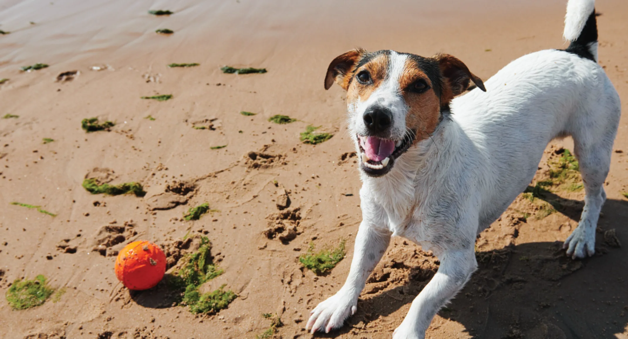 Dog on beach in the sand